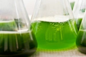algues-biocarburant